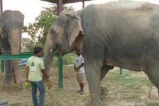 Raju Si Gajah Menangis Mendapatkan 