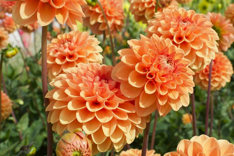 Ilustrasi bunga Dahlia. 