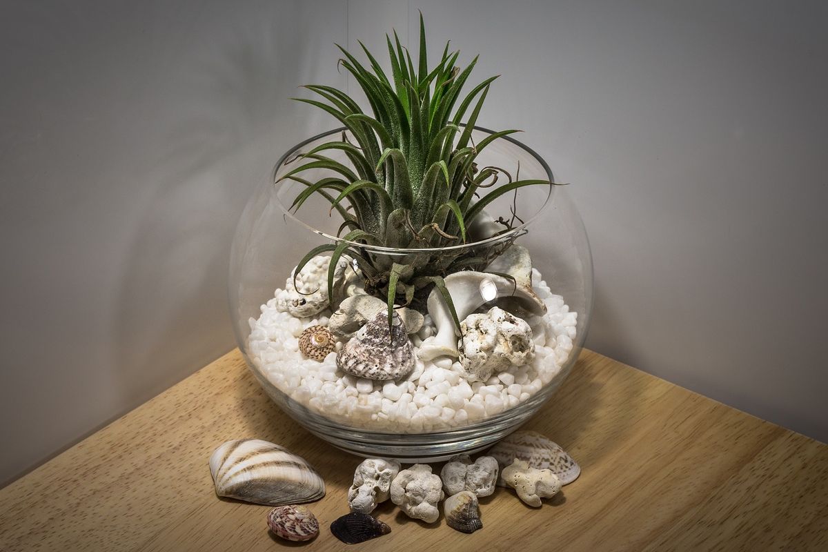 Ilustrasi tanaman air plant.