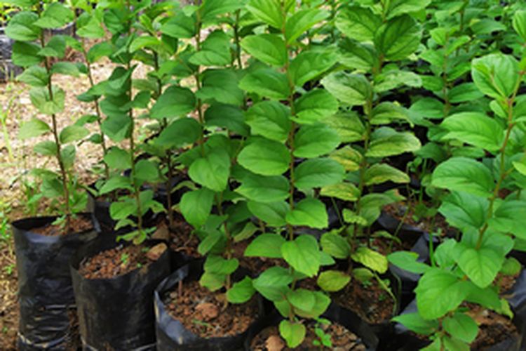 Ilustrasi bibit bidara