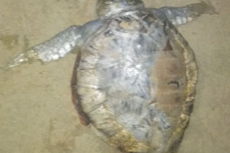 Penyu mati di Pantai Teluk Sepang, Bengkulu