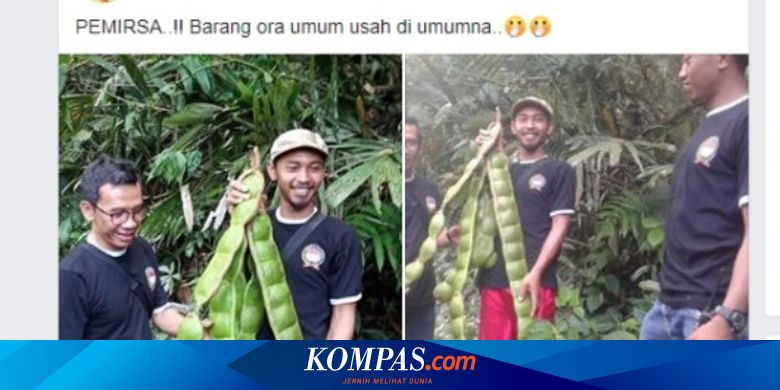 Viral Temuan Buah "Petai" Raksasa di Banjarnegara, Ini Penjelasan BKSDA - Kompas.com - KOMPAS.com