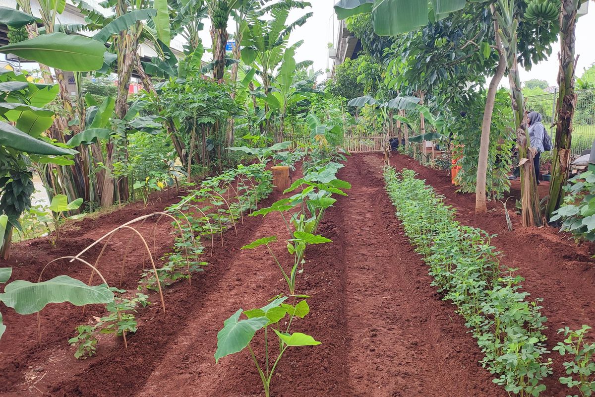 PPSU sedang melakukan pembersihan lahan pertanian perkotaan di kolong tol Becakayu, Kamis (20/11/2025).(KOMPAS.com/Febryan Kevin)
