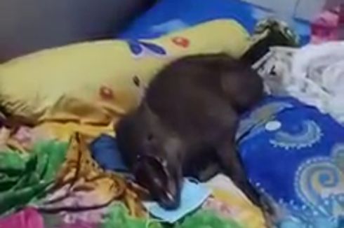 Heboh Babi Misterius Tidur di Kasur Warga Konawe Utara, Ini Penjelasan Polisi