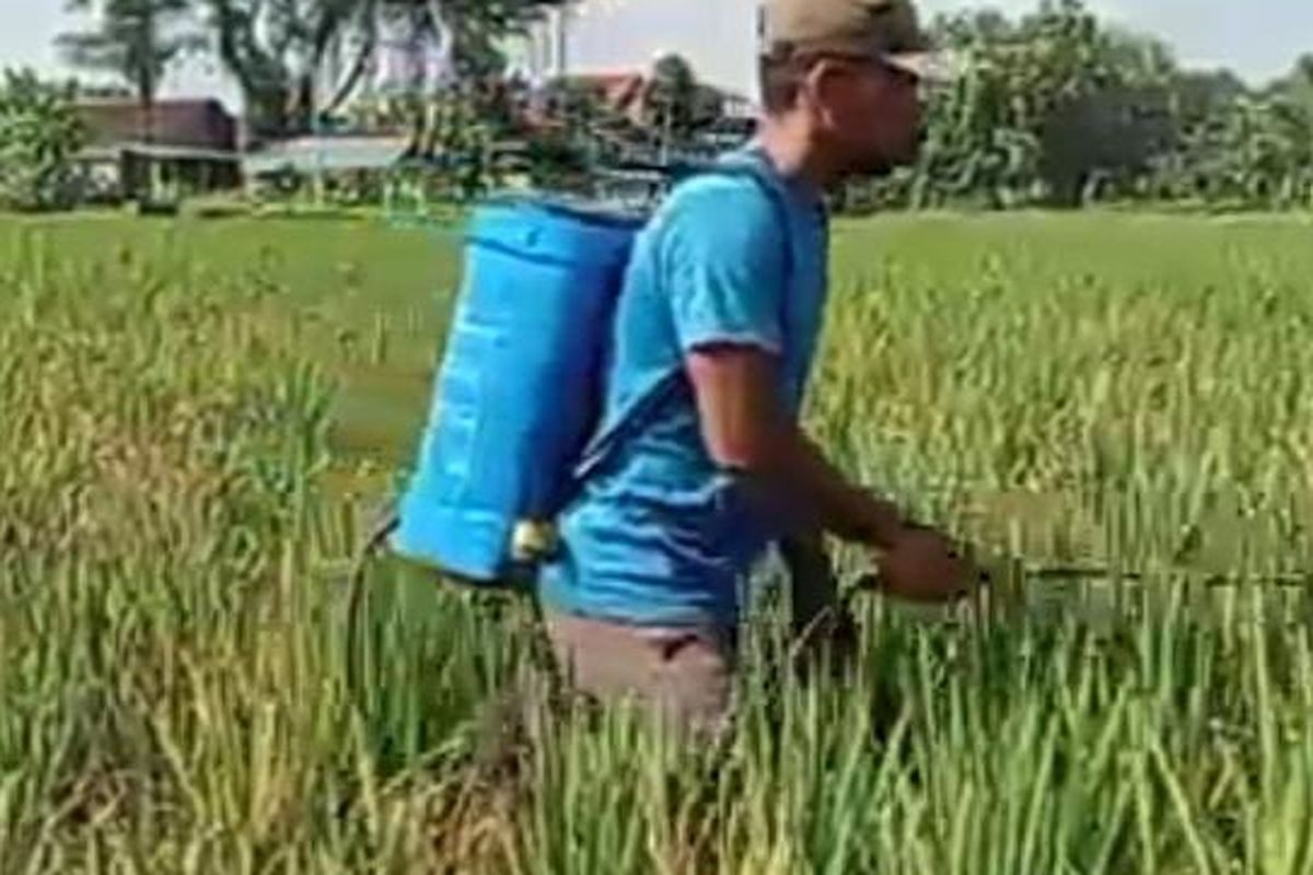 SEMPROT&mdash;Seorang petani di Kecamatan Sawahan, Kabupaten Madiun, Jawa Timur menyemprot tanaman padi dengan pestisida setelah hama wereng coklat menyerang dalam dua pekan terakhir. 