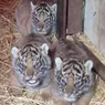 4 Bayi Harimau Sumatera Lahir di Inggris, Harapan untuk Satwa Langka