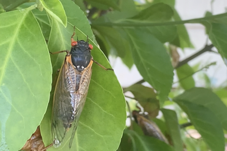 Cicada Dewasa siap mencari pasangannya.