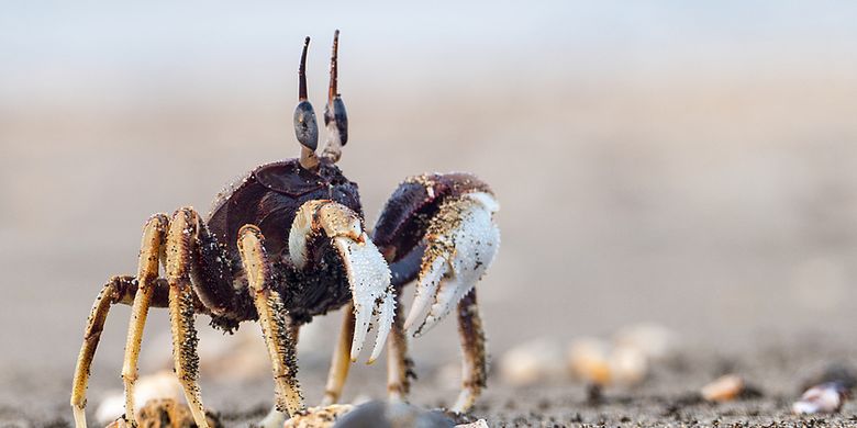 Unduh 550 Gambar Gerakan Jalan Kepiting  Gratis HD