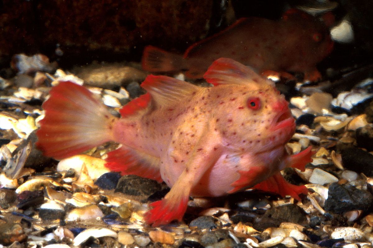 Ikan red handfish, Sympterichthys politus, sepupu dari jenis ikan smooth handfish (Sympterichthys unipennis) yang dinyatakan telah punah.