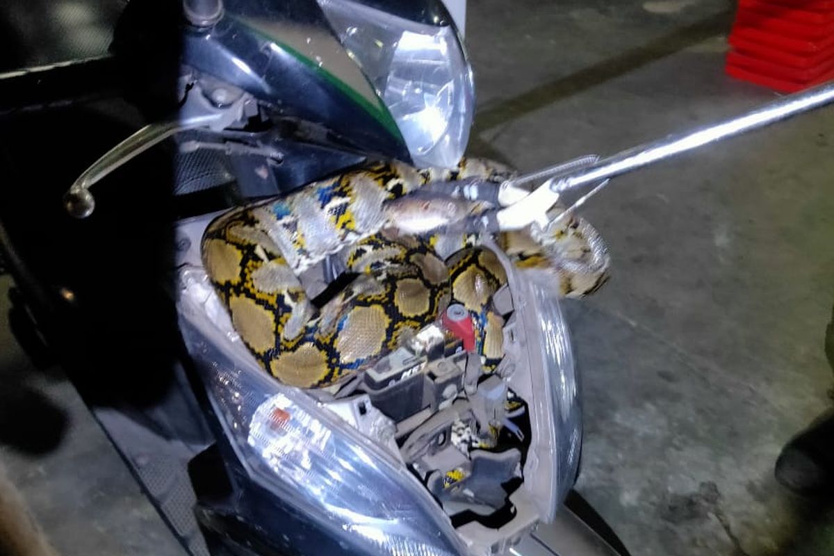 Anggota Sektor VI Tebet Suku Dinas Penanggulangan Kebakaran dan Penyelamatan Jakarta Selatan mengevakuasi seekor ular sanca batik sepanjang dua meter dan berdiameter 15 centimeter masuk ke motor milik Taufik Agustanto (43) di basement kantornya di kawasan Tebet Timur, Tebet, Jakarta Selatan pada Sabtu (27/3/2021) dini hari.