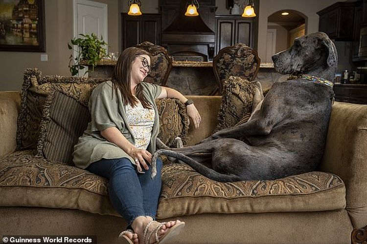 Zeus, Anjing jenis Great Dane yang berukuran 3 kaki 5,18 inci (104,59 cm) dipelihara oleh Brittany Davis, dari Bedford, Texas, Amerika Serikat. 
