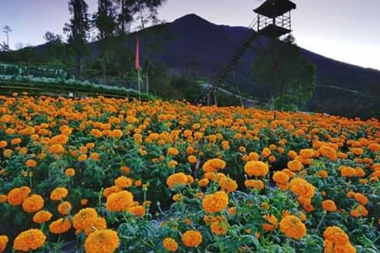 Marigold di Padang Bunga Kasna Bali