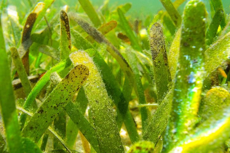 Riset BRIN menemukan faktor emisi karbon lamun di Jawa dan Sumatera tertinggi di Indonesia akibat tekanan pesisir tinggi.