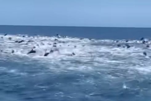 Video Kemunculan Ratusan Ekor Lumba-lumba di Pantai Pancer Banyuwangi, Ini Kata Pengunggah dan Nelayan