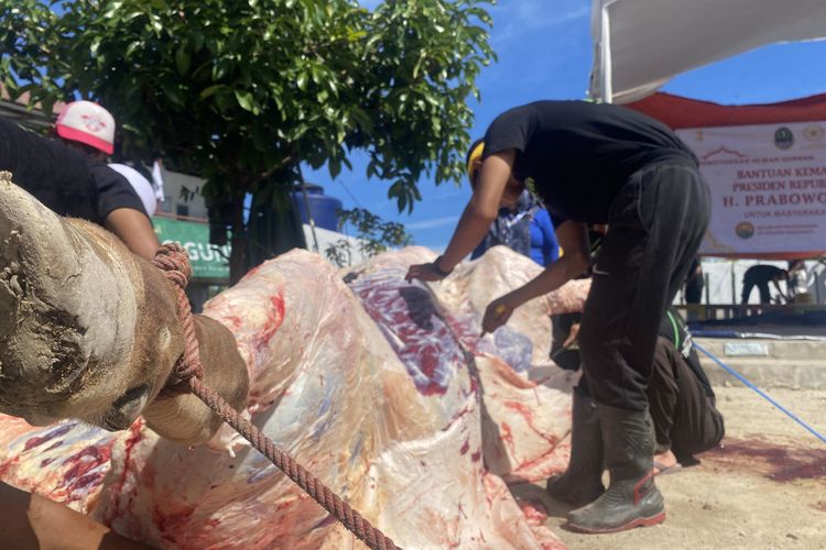 Predator, Sapi Bantuan Prabowo untuk Kota Sukabumi di potong di Ponpes Ismatullah, Jadi 1.000 Besek