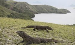Daftar 37 Reptil yang Dilindungi di Indonesia