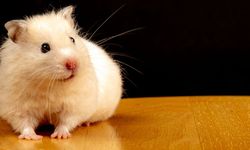 Mengapa Hamster Mudah Mati?