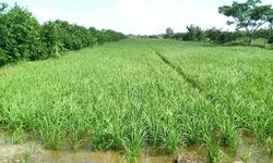 Meski Pandemi, Ekspor Pertanian April 2020 Capai 0,28 Miliar Dollar AS