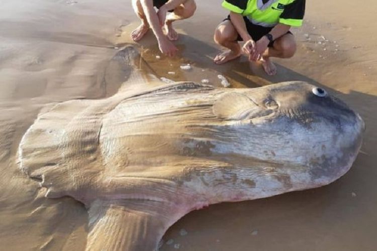 Inilah ikan raksasa yang ditemukan terdampar di sebuah pantai di Australia.