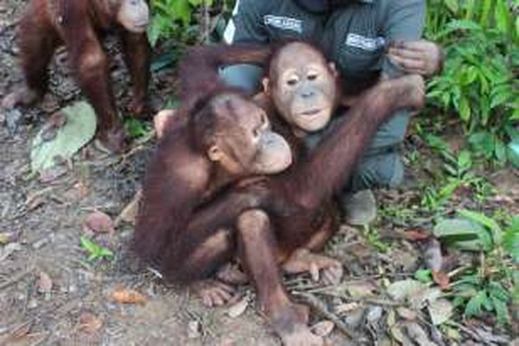 Orangutan yang sedang dalam tahap pendidikan di hutan konservasi Samboja Lestari, sebelum dilepas ke alam liar oleh Yayasan Borneo Orangutan Survival (BOS).