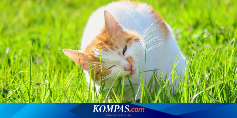 Apa Penyebab Kucing Makan Rumput Halaman All Kompas Com