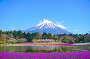 Diprotes Tetangga, Apartemen di Jepang Dirobohkan karena Halangi Pemandangan Gunung Fuji