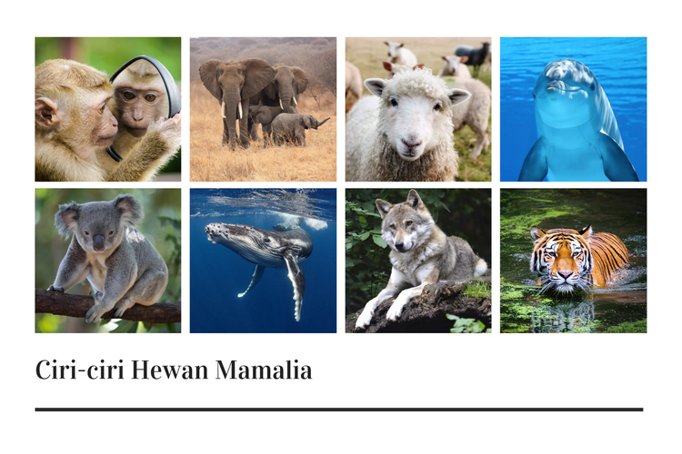 Monyet, gajah, domba, lumba-lumba, koala, paus, serigala, dan harimau merupakan contoh hewan mamalia.
