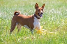 10 Ras Anjing Tertua di Dunia, Basenji hingga Chow Chow