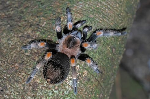 Mengapa Tarantula Tubuhnya Berbulu?