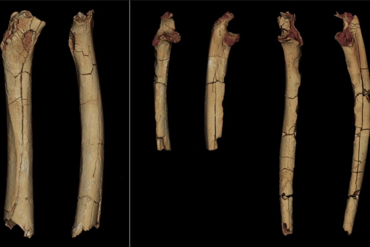Fosil tulang Sahelanthropus tchadensis mengungkapkan bahwa nenek moyang manusia berjalan dengan dua kaki mereka pada 7 juta tahun yang lalu.
