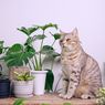 Hati-hati, 8 Tanaman Hias Ini Beracun untuk Kucing