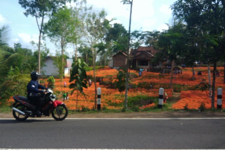 Kebun Bunga Amarilis dilihat dari pinggir Jalan Yogyakarta-Wonosari.