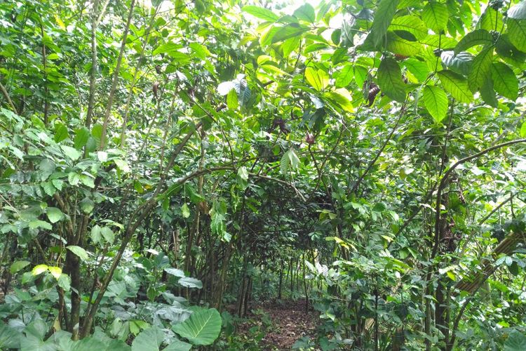 Lahan di sekitar rumah warga Kabupaten Bondowoso, Jawa Timur, ditanami pohon kopi. Saat ini, kopi Arabica Java Ijen Raung dari Bondowoso telah menembus pasar ekspor.