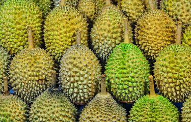 Ilustrasi buah durian 