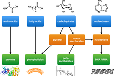 Monomer: Komponen Penyusun Polimer