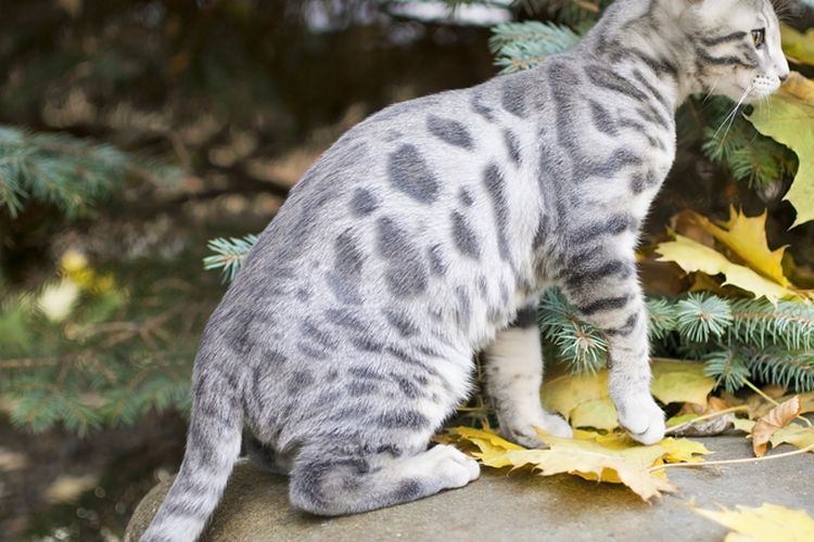 Kenalan dengan Kucing Bengal Biru, dari Asal Usul hingga Fakta Menarik