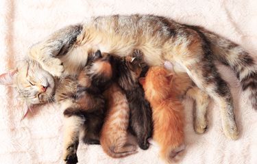 Kenapa Induk Kucing Tidak Mau Menyusui Anaknya? Halaman all ...