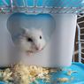 4 Material yang Tidak Boleh Dijadikan Alas di Kandang Hamster