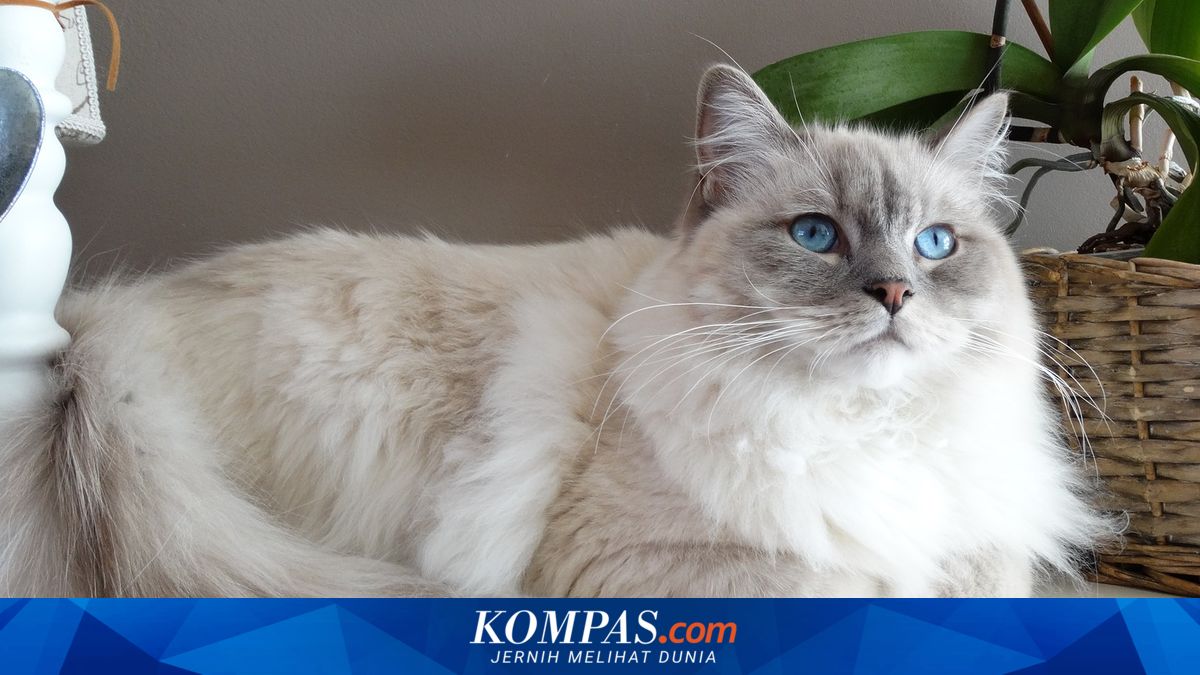 10 Ras Kucing Paling Ramah yang Cocok Jadi Peliharaan