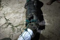 Buaya 3 Meter Masuk ke Kolam Pabrik Bihun, Ditangkap Setelah Menampakkan Diri ke Pemancing