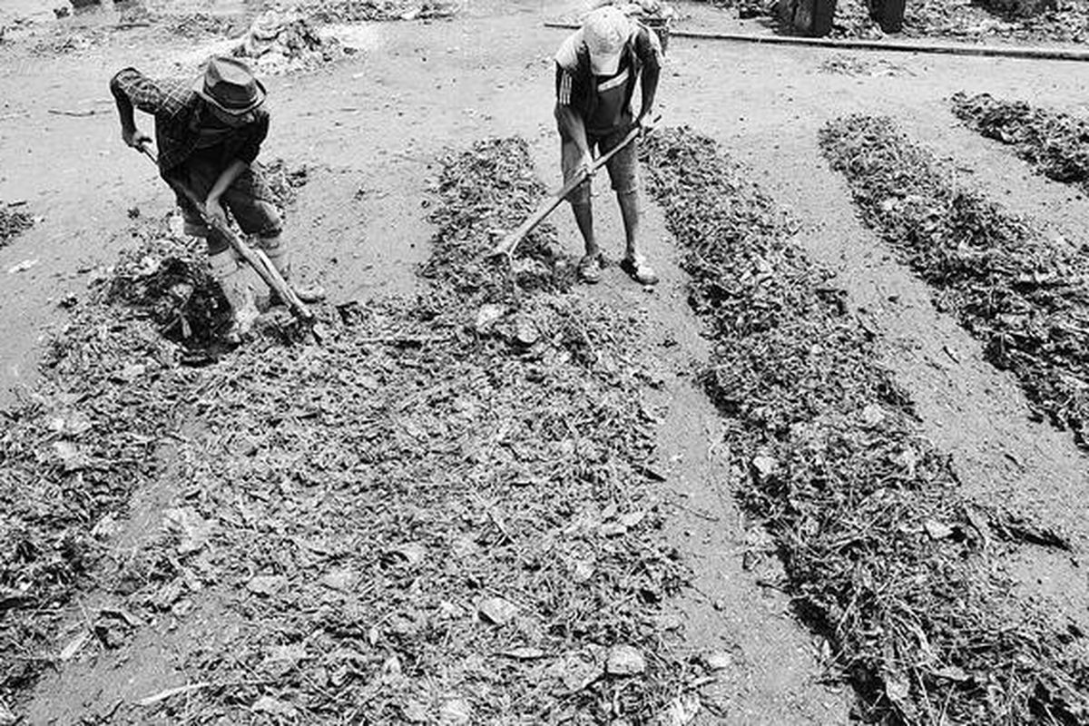 Tulang dan kulit ikan dijemur di perkampungan nelayan Muara Angke, Jakarta, Rabu (25/4). Tulang dan kulit ikan didapat dari  pengolahan ikan. Setelah kering, tulang dan kulit ikan dijual ke pabrik sebagai bahan baku pakan ayam. Harganya Rp 2.500 per kilogram.
