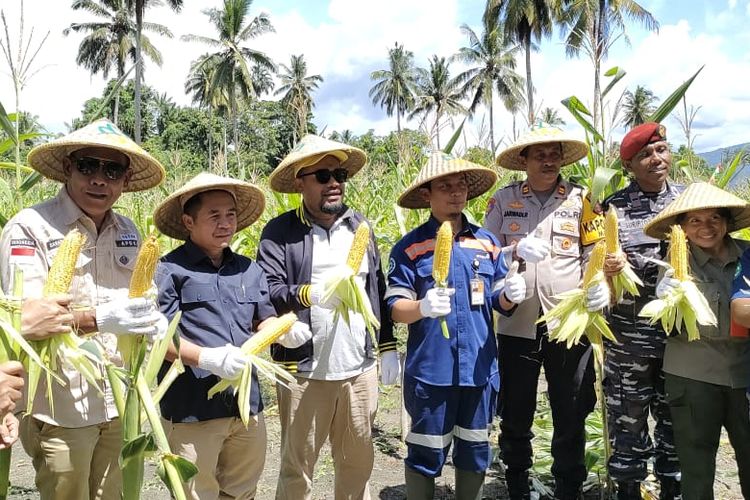 PT Antam Tbk (Antam) melalui UBP Nikel Maluku Utara bersama dengan para petani di Desa Gamesan, Kecamatan Maba, Kabupaten Halmahera Timur, melakukan panen perdana jagung manis pada Selasa (6/6/2023). (DOK. Humas Antam)