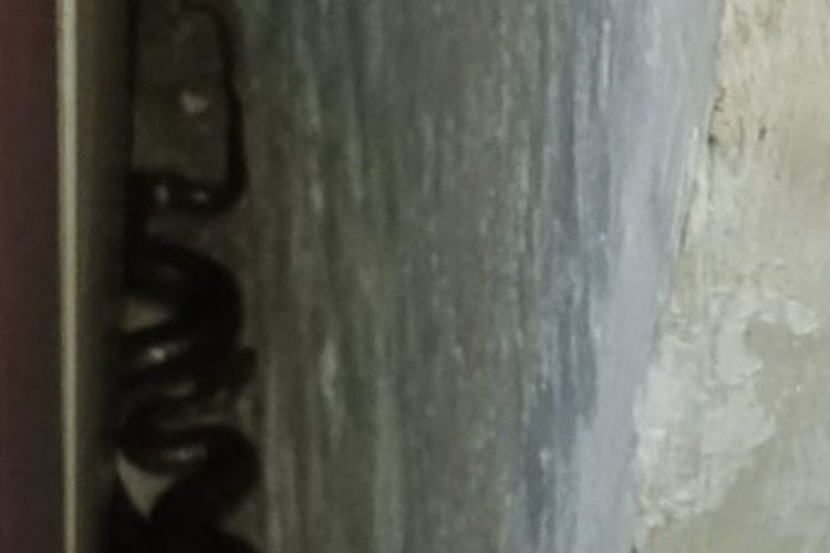 Ular kobra yang masuk ke rumah warga dan bersembunyi di belakang lemari ruang tamu di Perum Prima Surya, Desa Karanganyar, Kecamatan Kandanghaur, Indramayu, Jawa Barat, Minggu (14/12/2025) dini hari