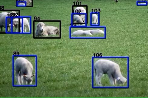 Perusahaan Australia Terapkan Teknologi Pengenalan Wajah untuk Domba
