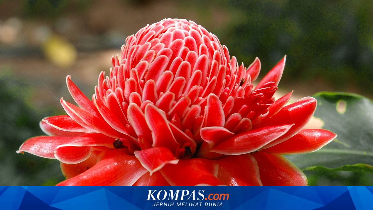 Cara Menanam dan Merawat Tanaman Bunga Kecombrang