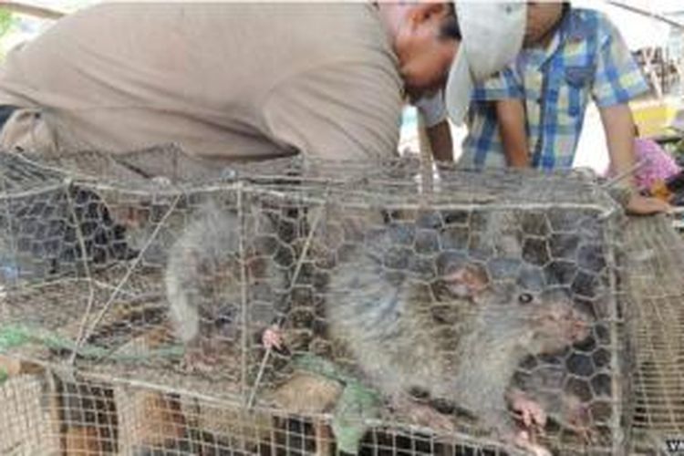 Setiap usai panen, menangkap tikus sawah menjadi kegiatan lain para petani Kamboja.