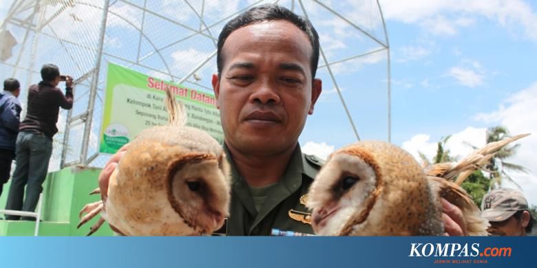 5400 Hukum Memelihara Burung Hantu Dalam Islam Gratis Terbaik