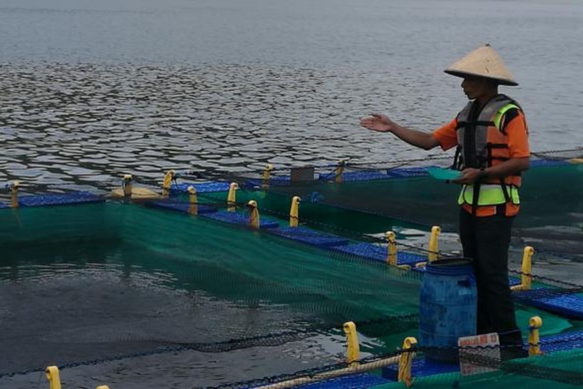 Pekerja PT Suri Tani Pemuka sedang menebar pakan ikan di keramba budidaya ikan Danau Toba