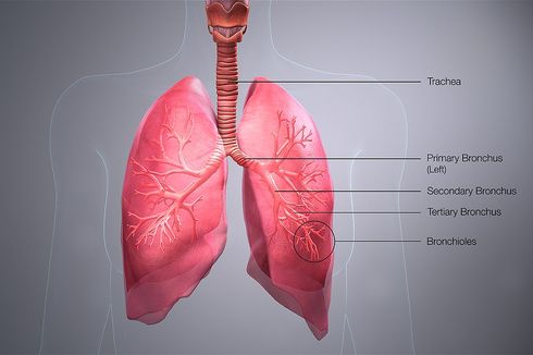 Ciri-Ciri Bronkus dan Penyakit yang Menyerang Bronkus