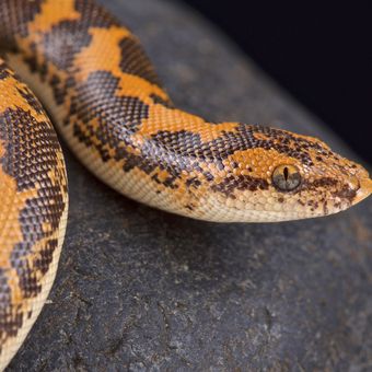 Kenyan sand boa